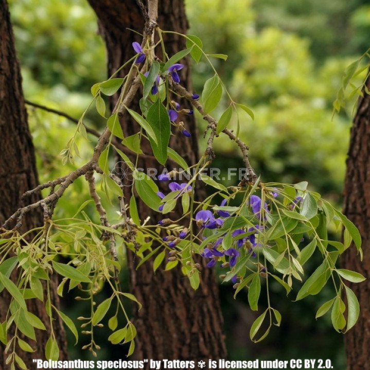 Violet glycine tree, Bolusanthus SPECIOSUS image